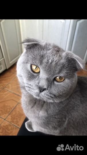 Кот британец вязка