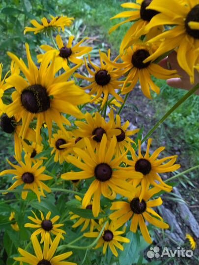 Многолетние цветы и лекарственные травы