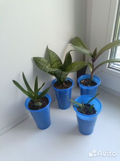 Комнатные цветы