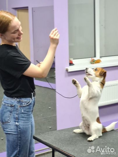 Услуги кинолога