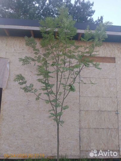 Рябина обыкновенная 3-3,5метра