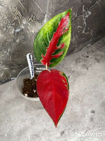 Аглаонемы сортовые