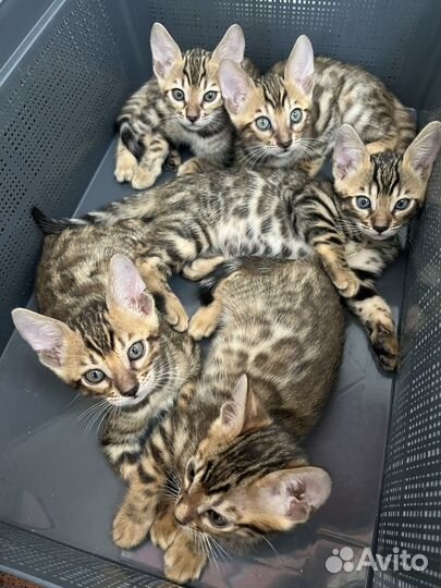 Бенгальские котята