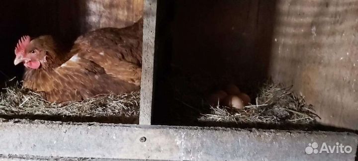 Яйцо домашнее