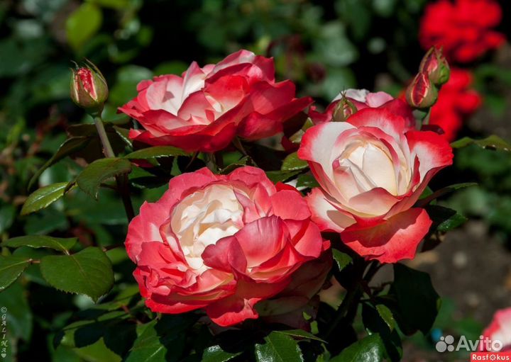 Саженцы розы Ностальжи