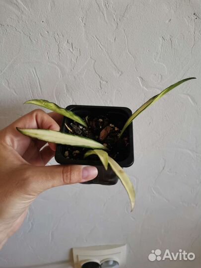 Хойи: тсанги, кентиниана вар