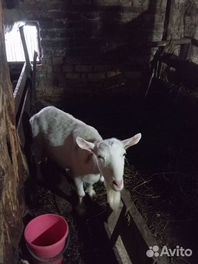 Коза дойная