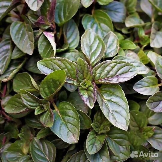 Мята сортовая, Мимоза, Традесканция