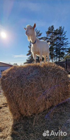 Зааненская коза