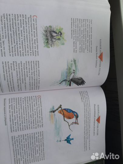 Энциклопедия для детей