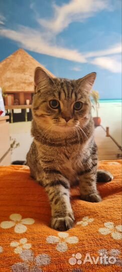 Шотландский котёнок (шоу класс)