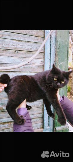 Ласковая киса Куцехвостик-мышеловка/стерильная