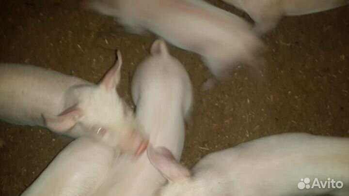 Поросята ландрас