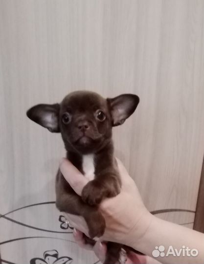 Щенки чихуахуа