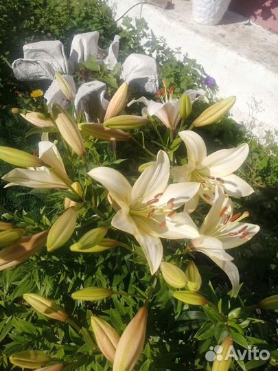 Саженцы лилии