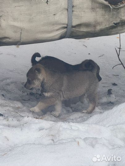 Щенок в добрые руки бесплатно