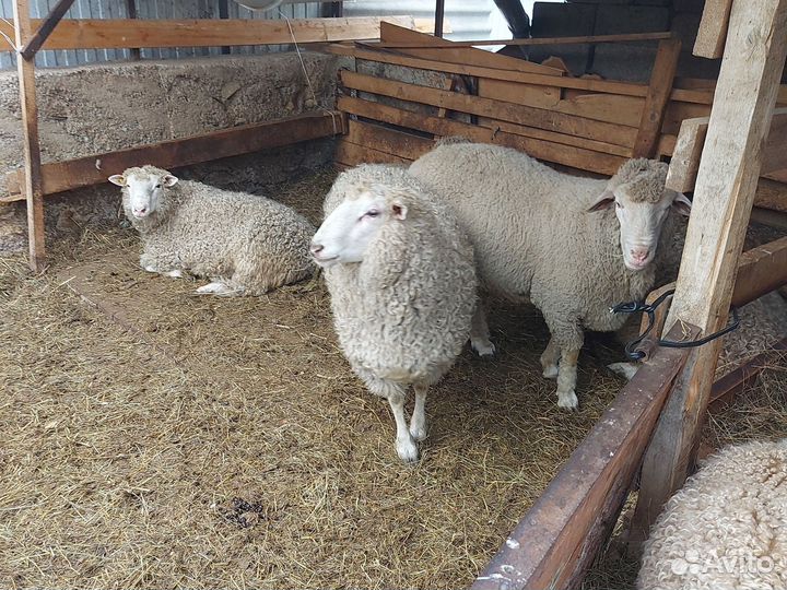 Бараны линкольн,мериноланд