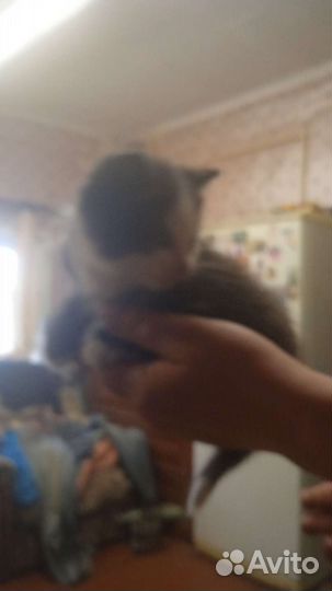 Кошка в дар