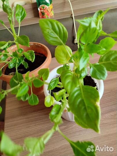 Бальзамин(Ванька мокрый). Кайеркан