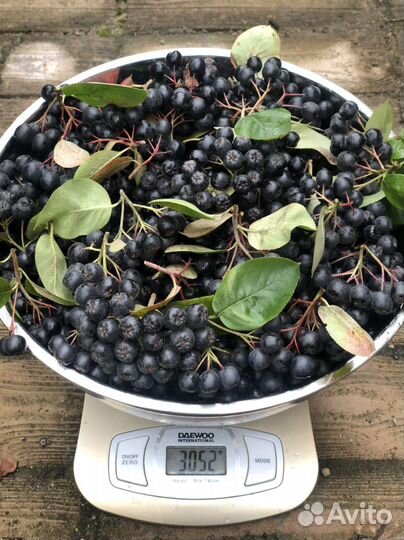 Ягоды черноплодной рябины