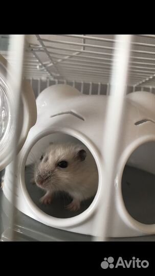 Джунгарский хомяк с клеткой