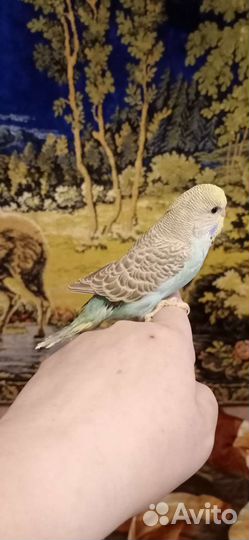 Птенцы волнистый попугай