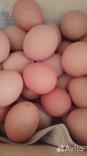 Домашние куриные яйца