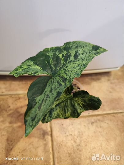 Сингониум моттлед