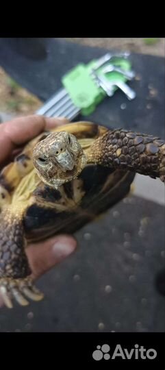 Черепаха сухопутная