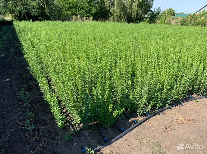 Бирючина обыкновенная