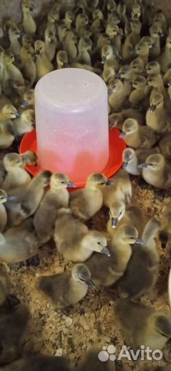 Утята, гусята, бройлера, куры