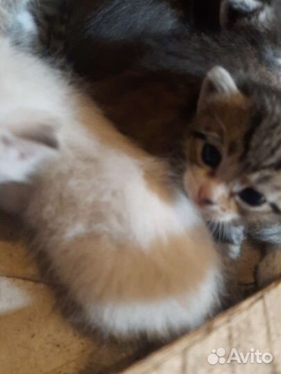 Котята