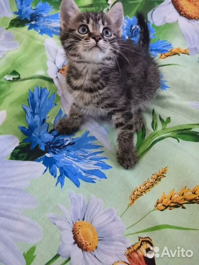 Отдам в добрые руки