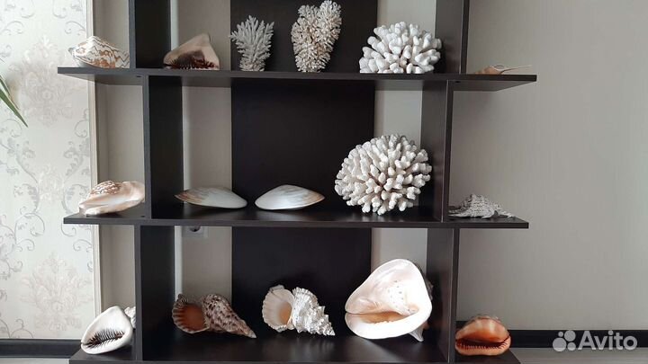 Морские раковины и кораллы