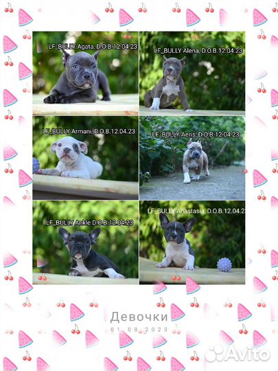 Щенок Американский Булли