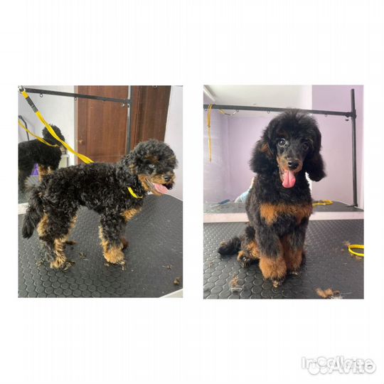 Стрижка собак и кошек, грумер, обучение грумингу