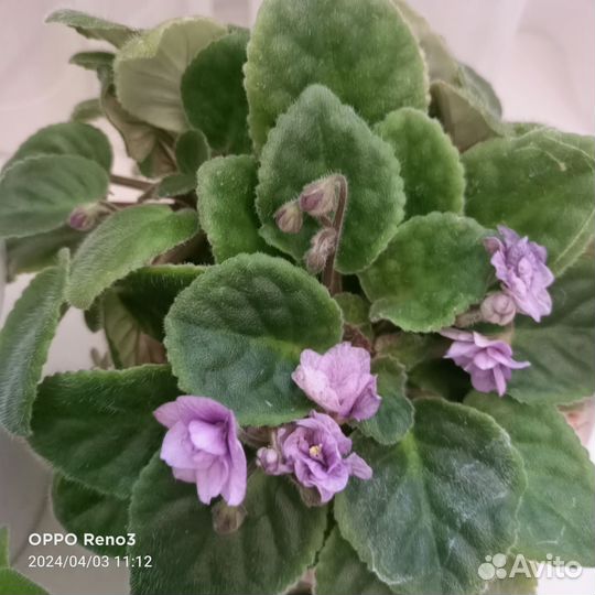 Фиалки трейлеры