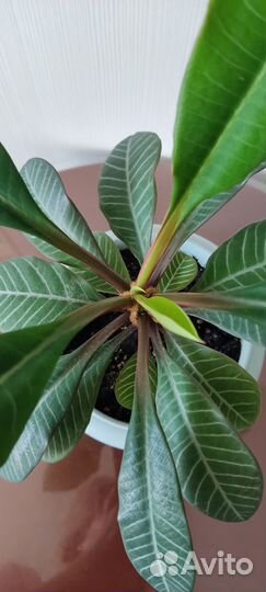 Молочай (Эуфорбия)