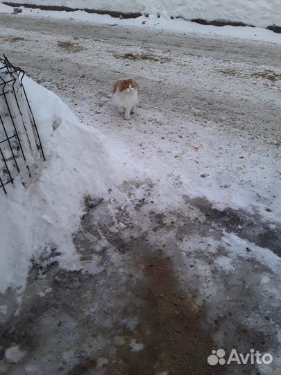 Ищет надёжных хозяев