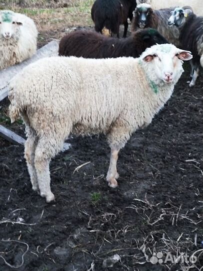 Овцы бараны
