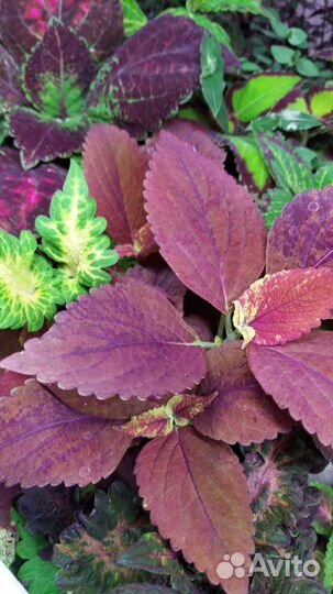 Сортовые колеусы