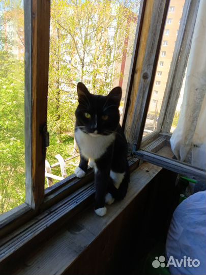 Отдам кота в добрые руки
