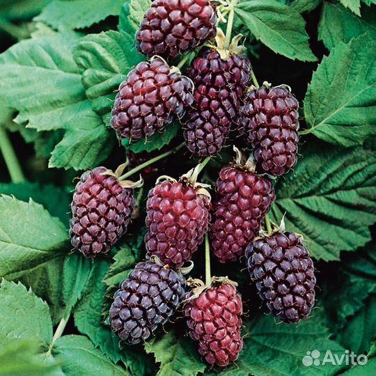 Саженцы Ежемалина Логанберри