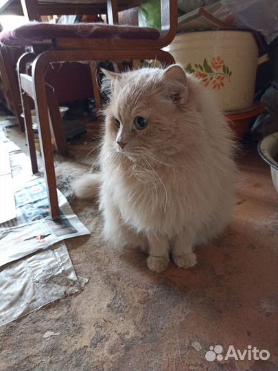 Кот пушистый в добрые руки