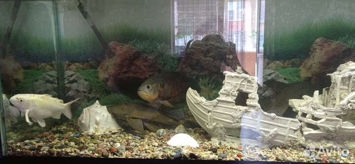 Аквариум на 500 литров