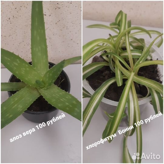 Комнатные цветы