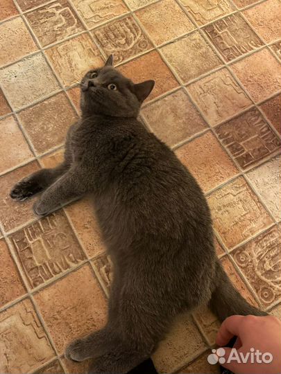 Молодая кошка