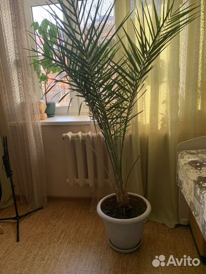 Финиковая пальма