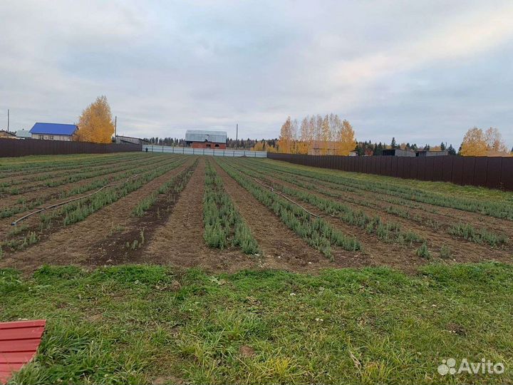 Сеянцы. Ель, сосна