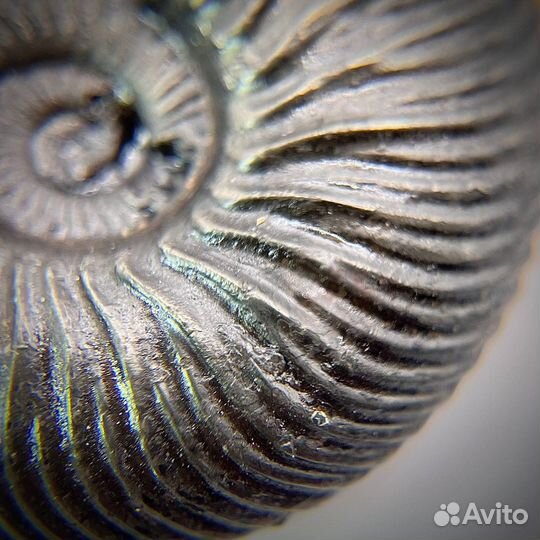 Набор Аммонитов пирит окаменелость ископаемое